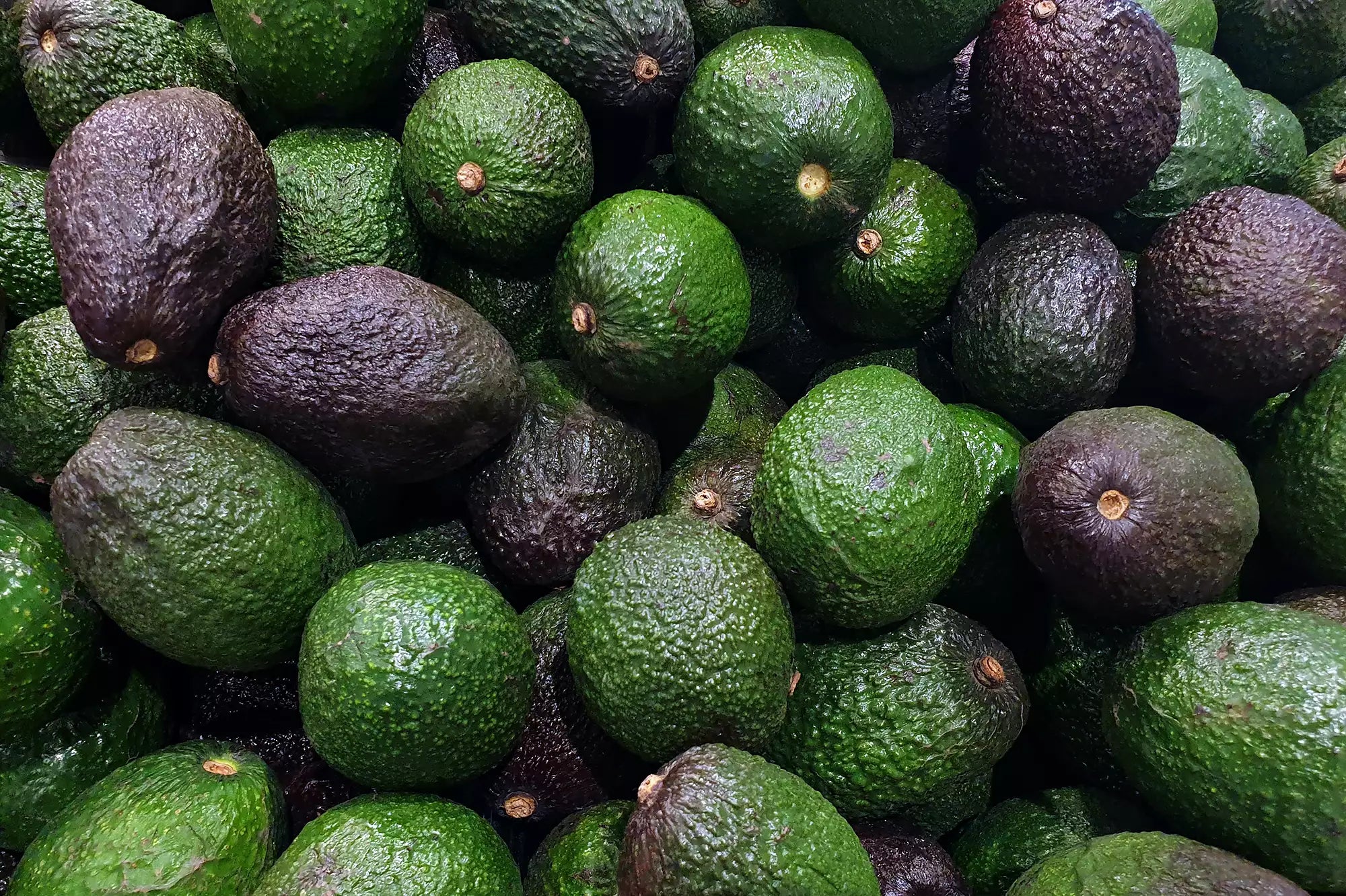 avocado.webp