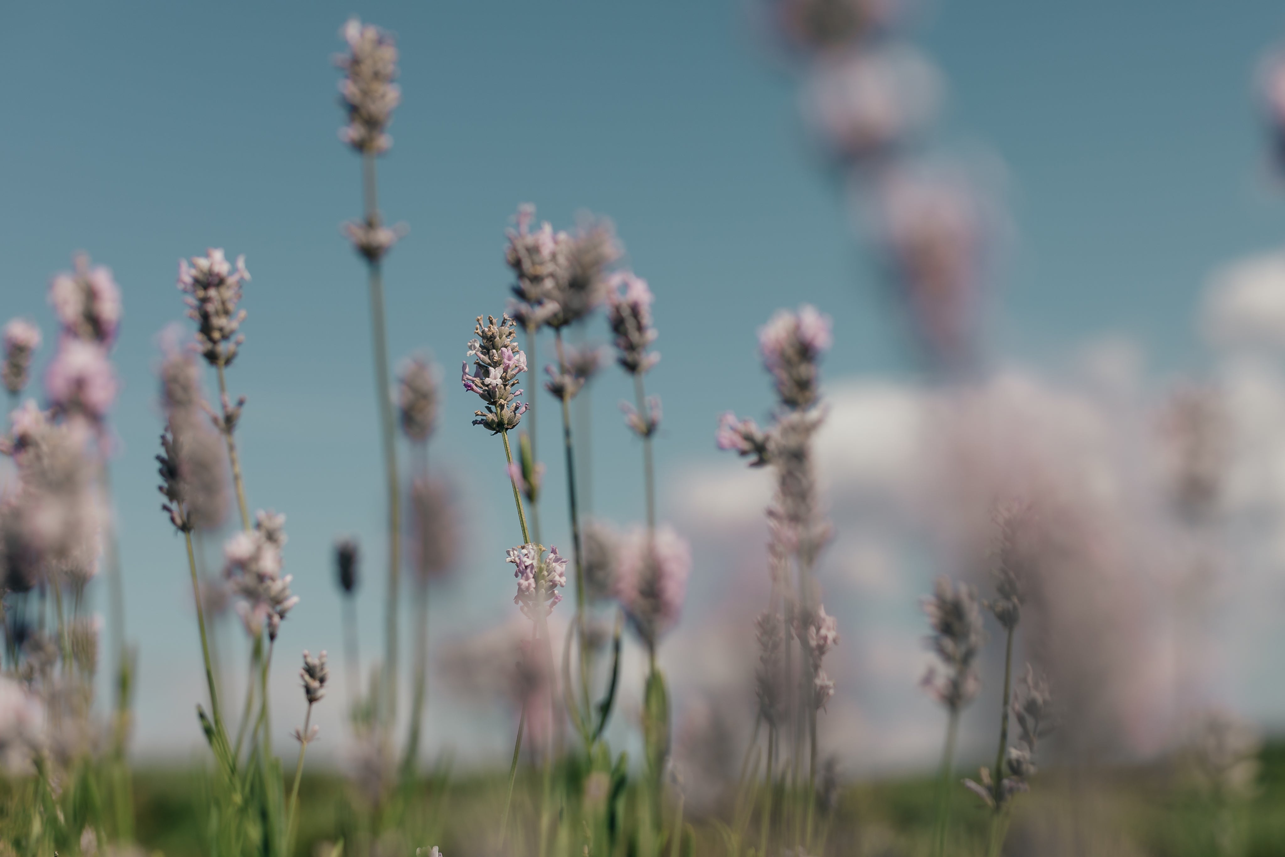 purple-grass-tops.jpg